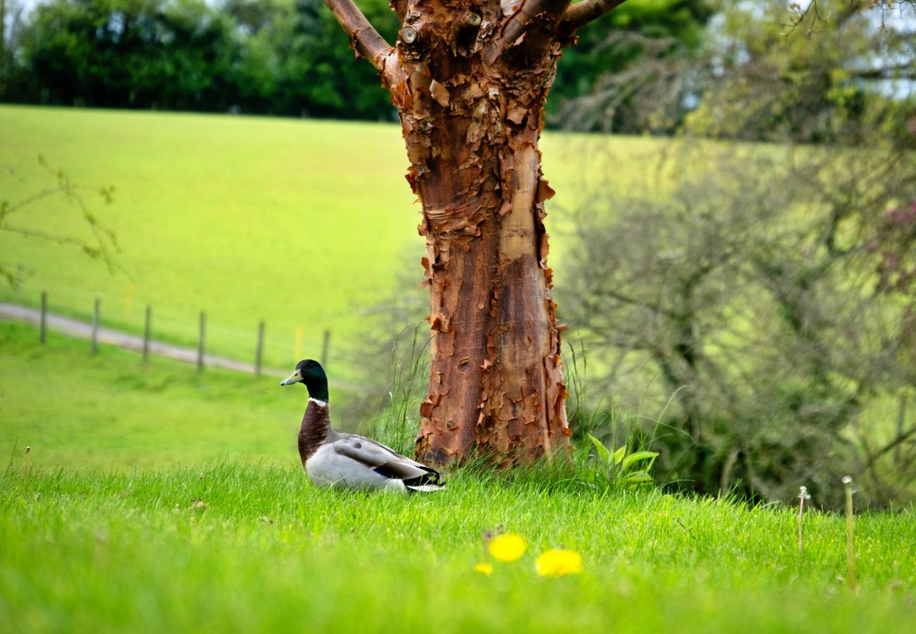 Cabin in Nordley - Hay and Hedgerow Glamping